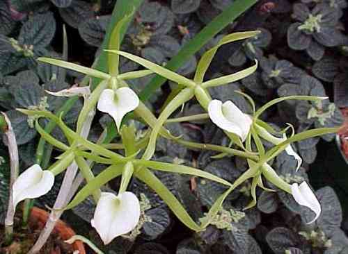 Brassavola cordata